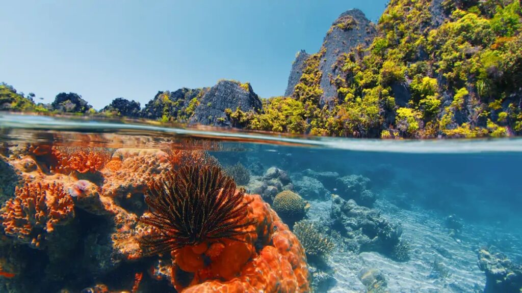 Las 5 barreras de coral más espectaculares del mundo para visitar en 2026 »